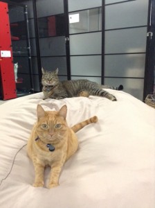 Puppy and Simon of Mission:Cats