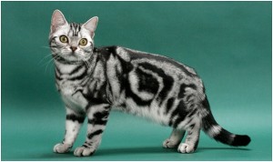 American shorthair - 16 years