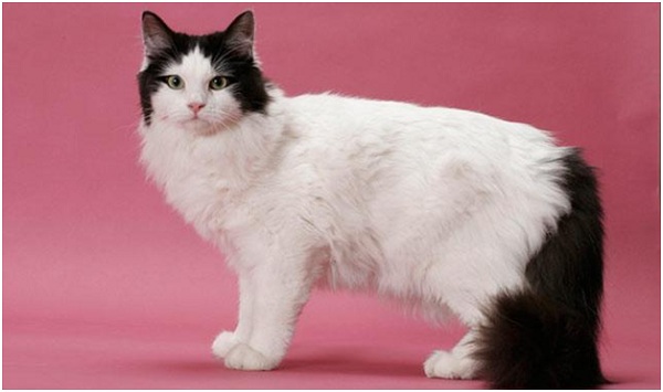 Ragamuffin - 15 years