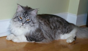 maine-coon-cat 1
