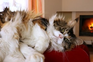 maine coon cat 3
