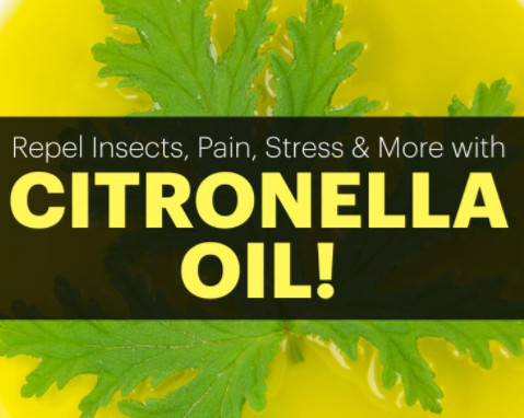 Citronella Oil