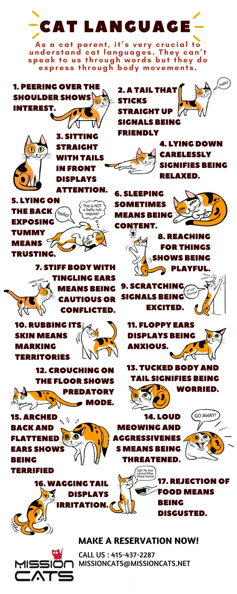 Different Types Cat Languages
