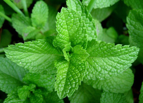 Spearmint