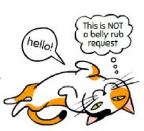 cat lying on the back exposing tummy means trusting