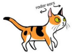 cat's stiff body with tingling ears