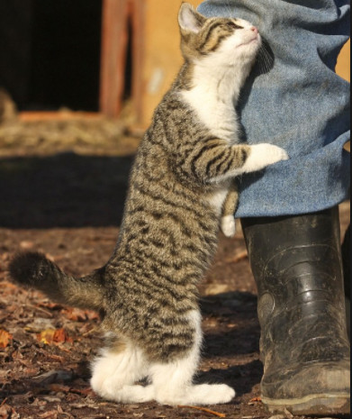 cat marks his territory by rubbing against people