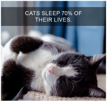 Cats spend 70% of their lives sleeping
