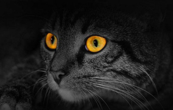 cats have night vision