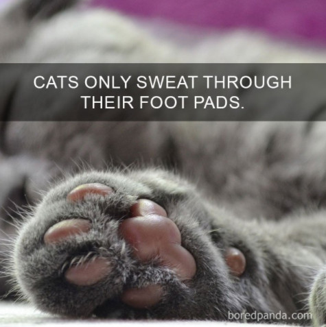 A cat can jump up to six times its length