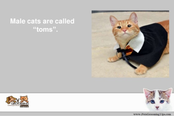male cats are called toms