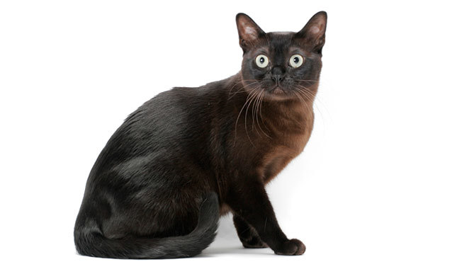 Burmese cat breeds