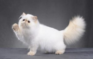 Persian cat breed