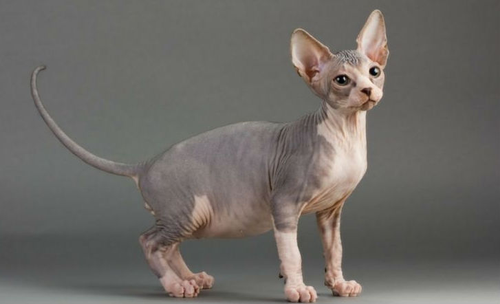 Sphynx cat breeds