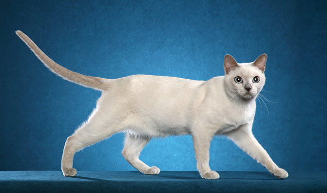 Tonkinese cat breeds