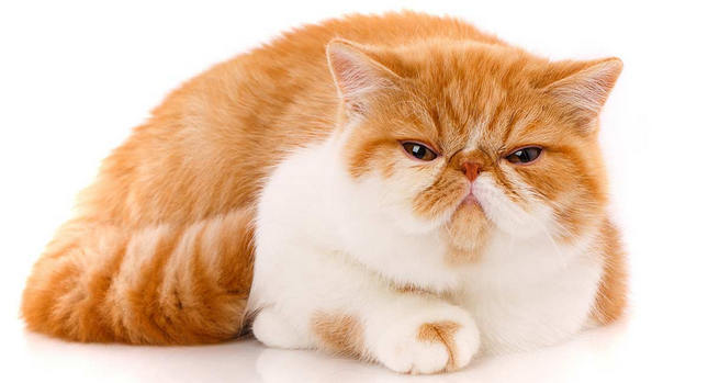 exotic shorthair cat breed