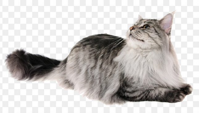 Maine Coon Cat Breed