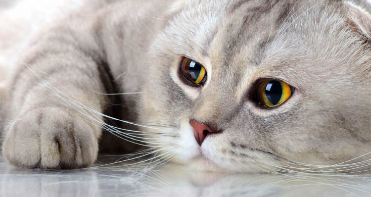 Scottish Fold Cat Breeds