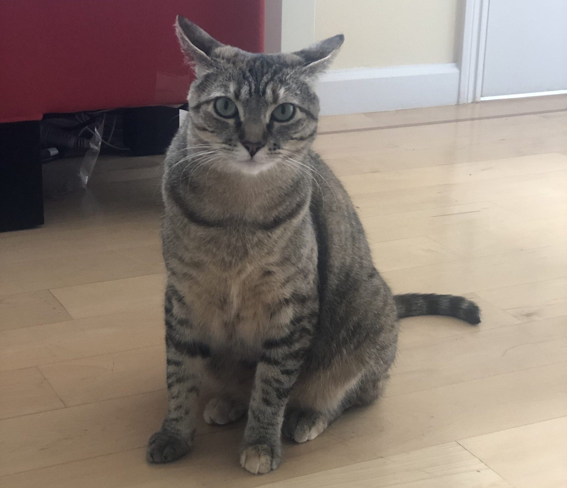 missioncats-mission-scaled