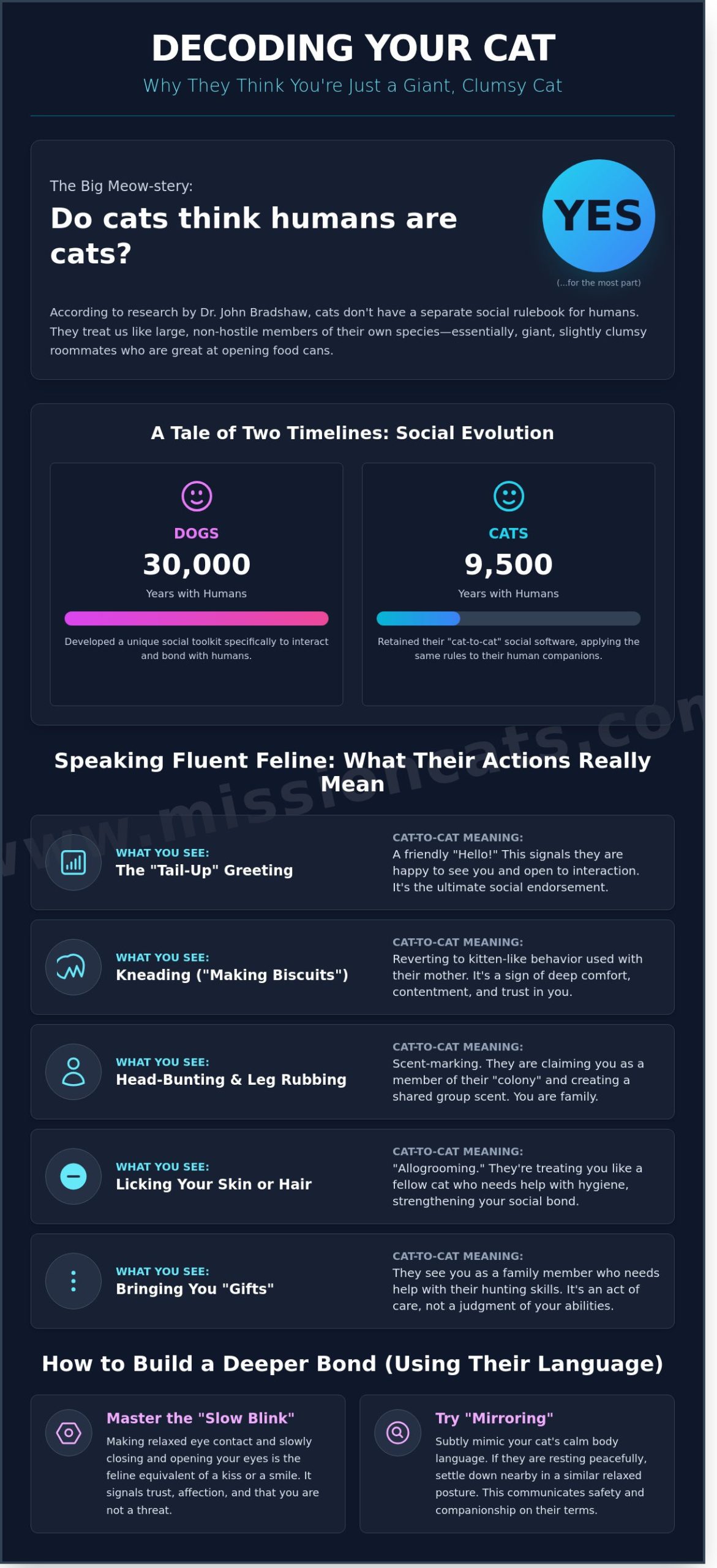 Do Cats Think Humans Are Just Big Cats? Decoding Feline Logic for San Francisco Pet Parents