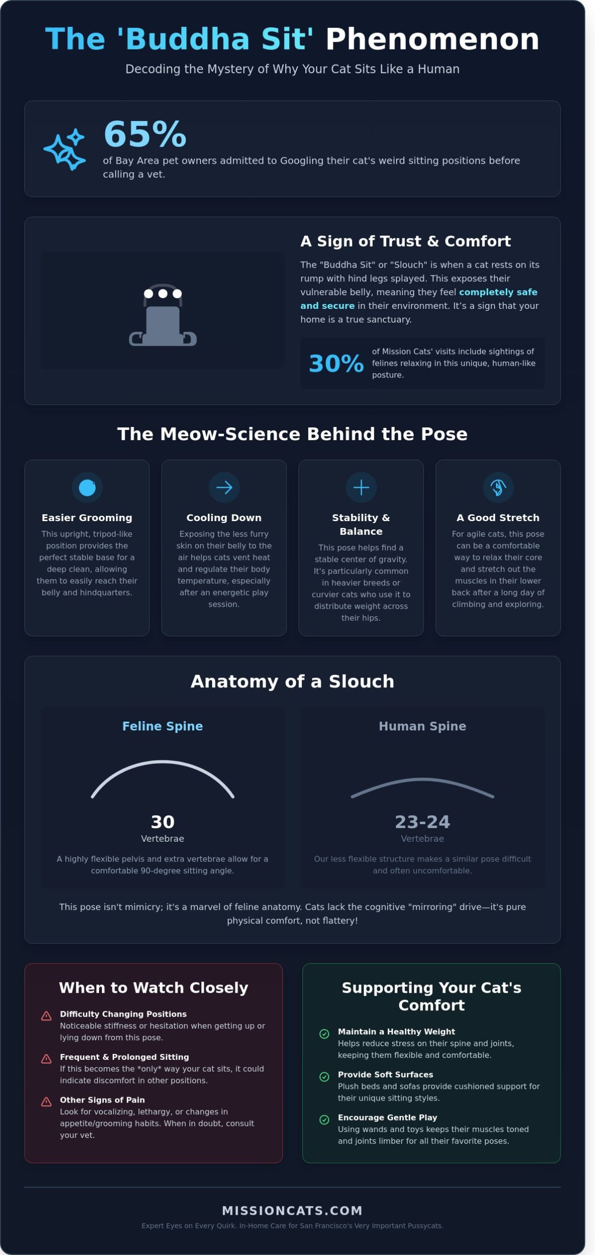 Why Does My Cat Sit Like a Human? A Guide for San Francisco Feline Parents