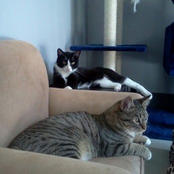 cat sitting east bay