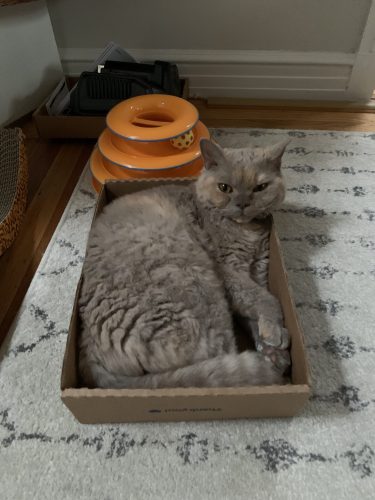 in home cat setting services san francisco ca